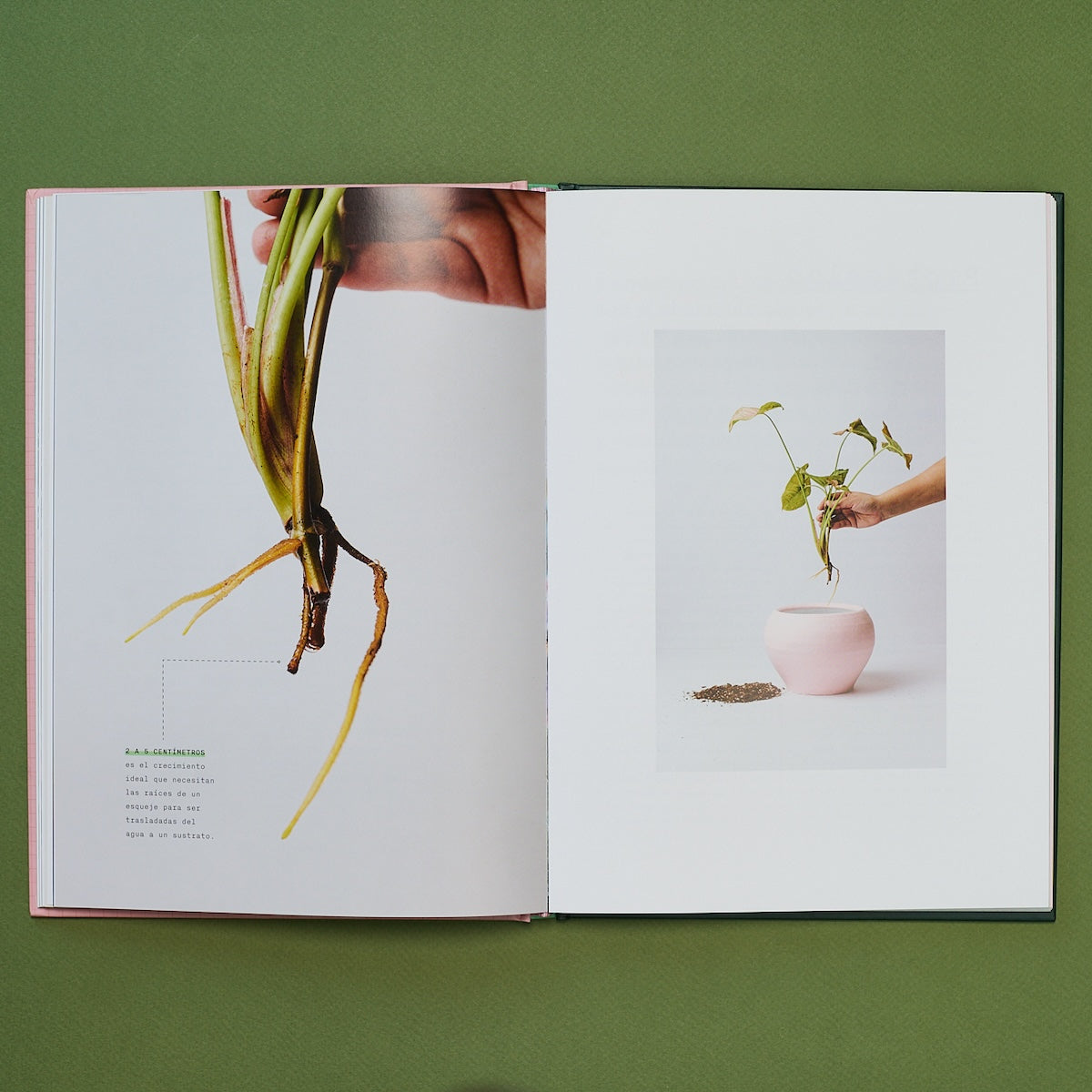 ocho fortuna Libro Laboratorio Botánico enhorabuena editorial